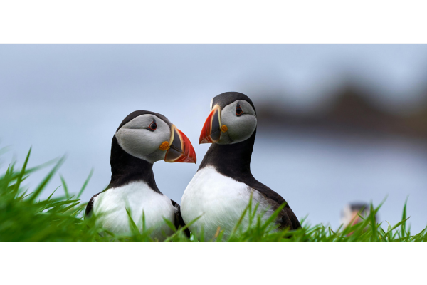 Pembrokeshire Online Community Magazine