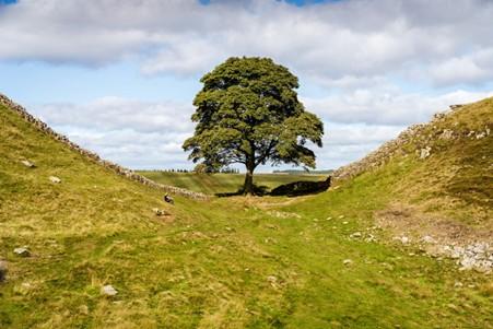 Sycamore Gap | Milford Haven