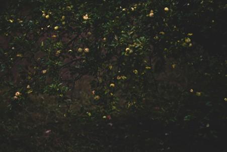 Whimsical Wildings | Carew