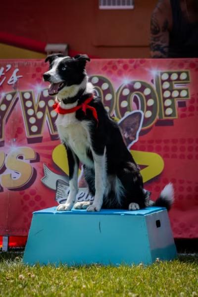 The Alternative Dog Show 2026 | Saundersfoot
