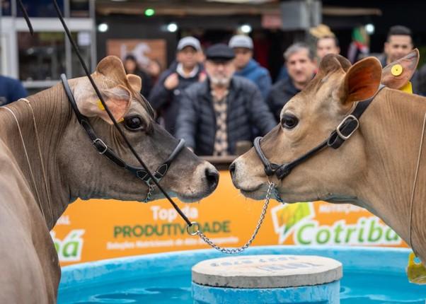 Agricultural Show | Fishguard