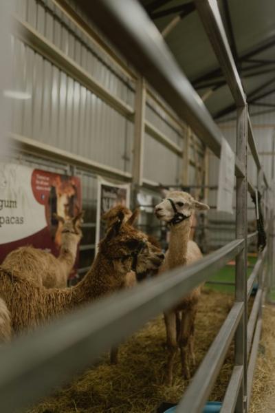 Nevern Agricultural and Horticultural Show | Crymych